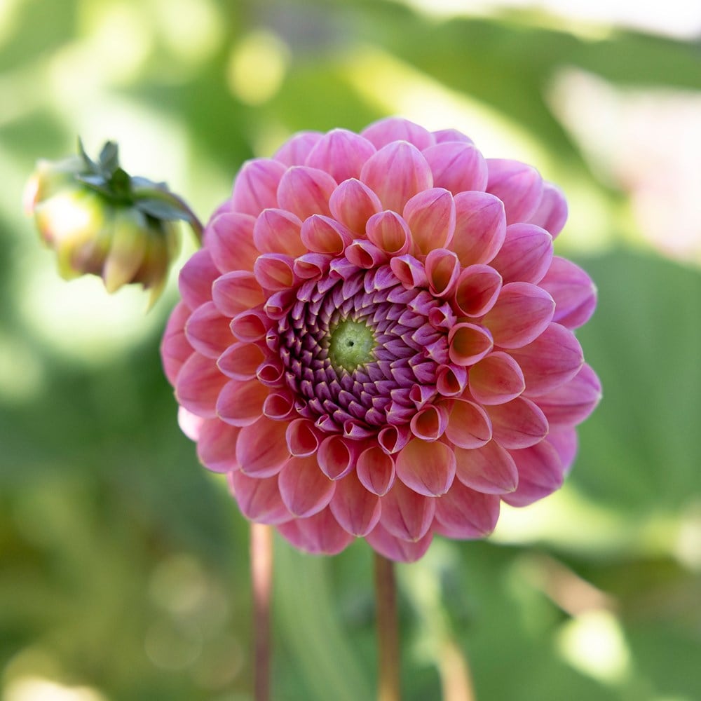 Product options image