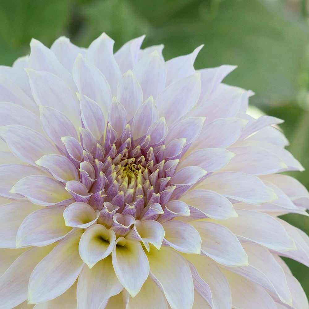 Product options image