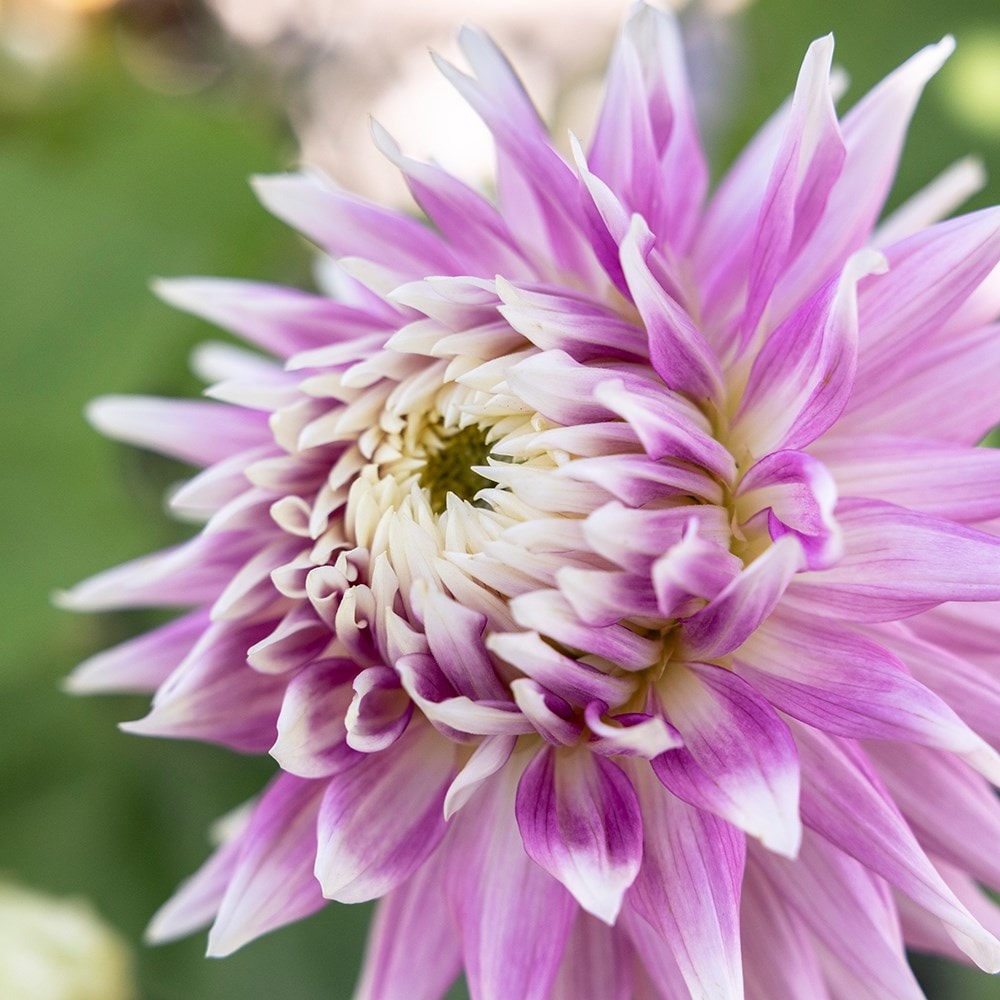 <i>Dahlia</i> 'Kiev'