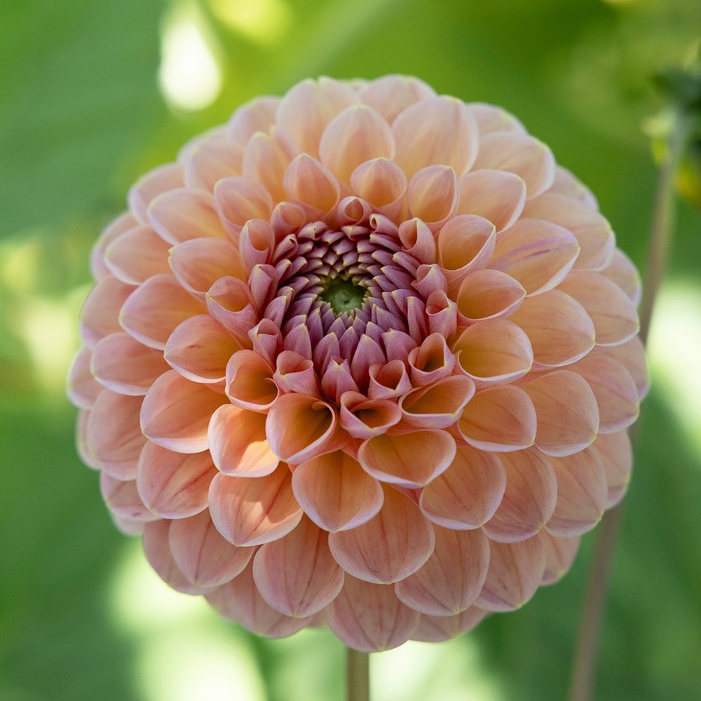 Product options image