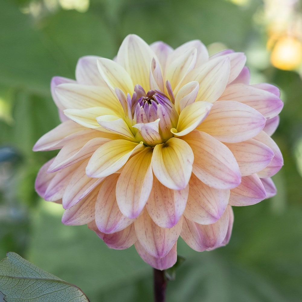 Product options image