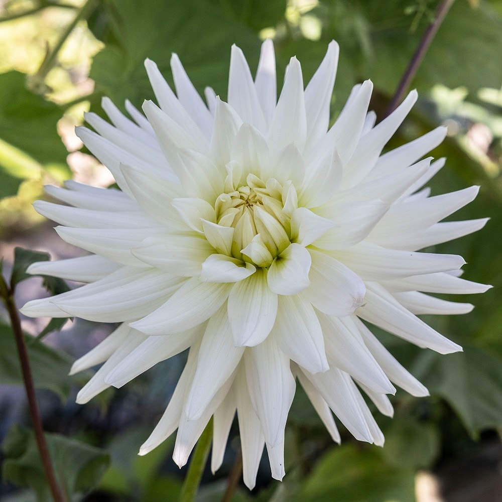 Product options image