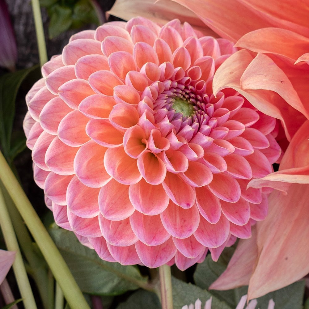 Product options image