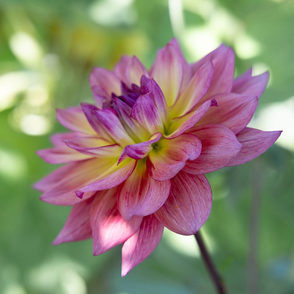<i>Dahlia</i> 'Oleda'