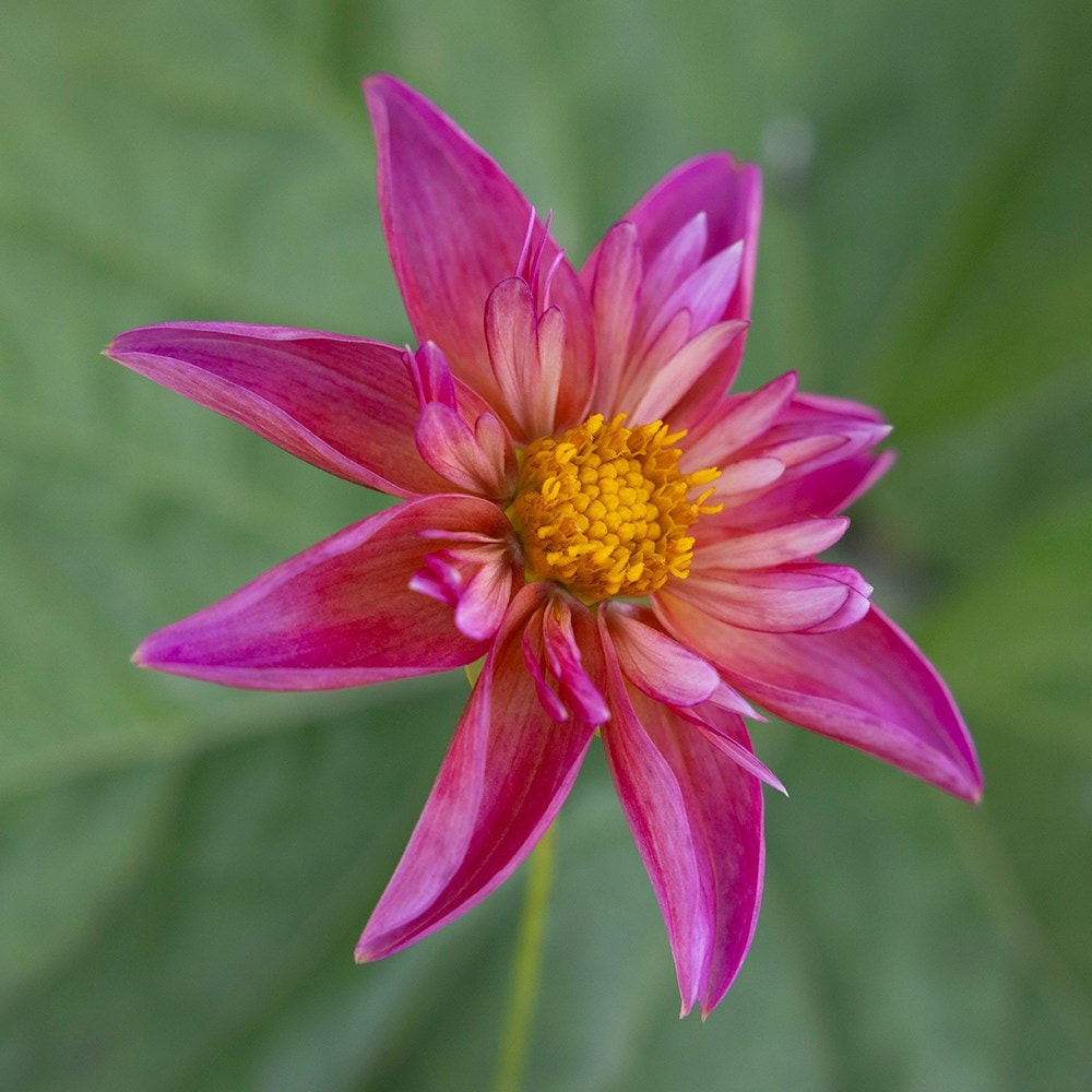 Product options image