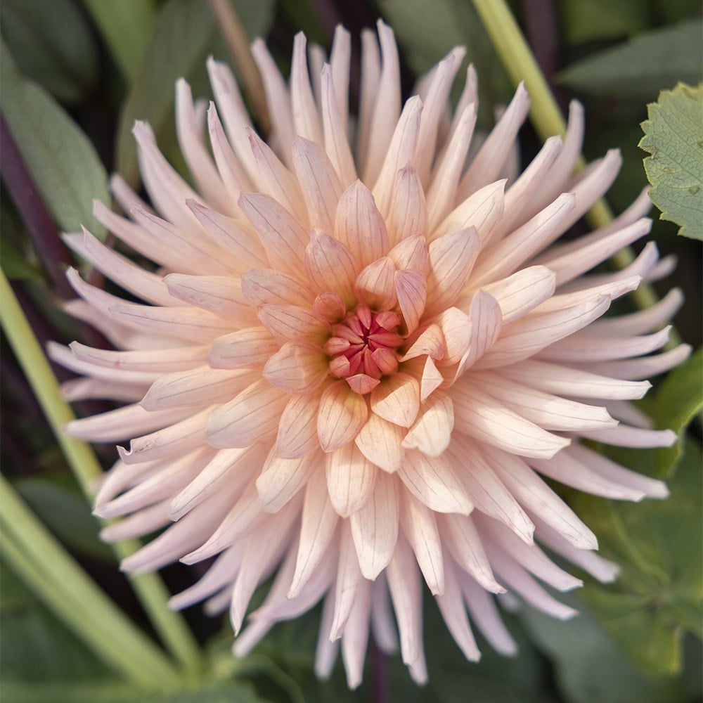 Product options image