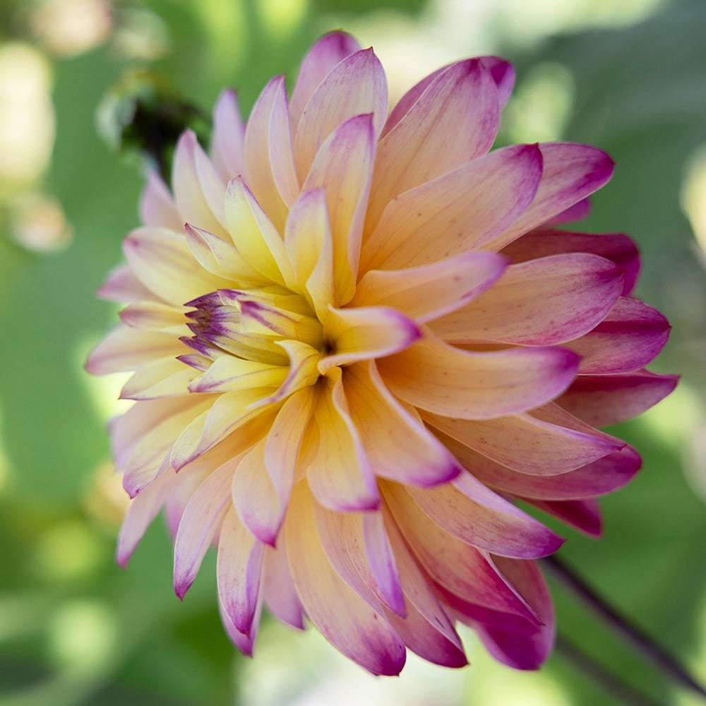 decorative dahlia