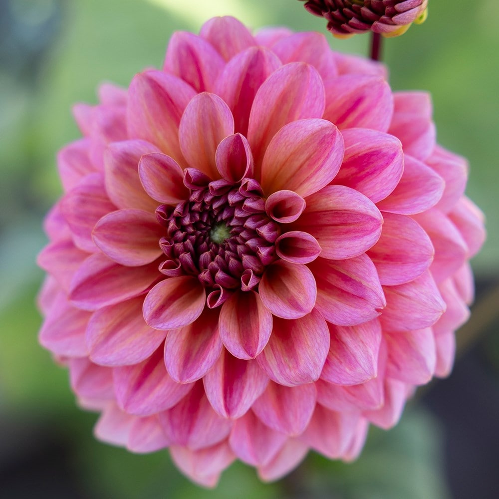 Product options image