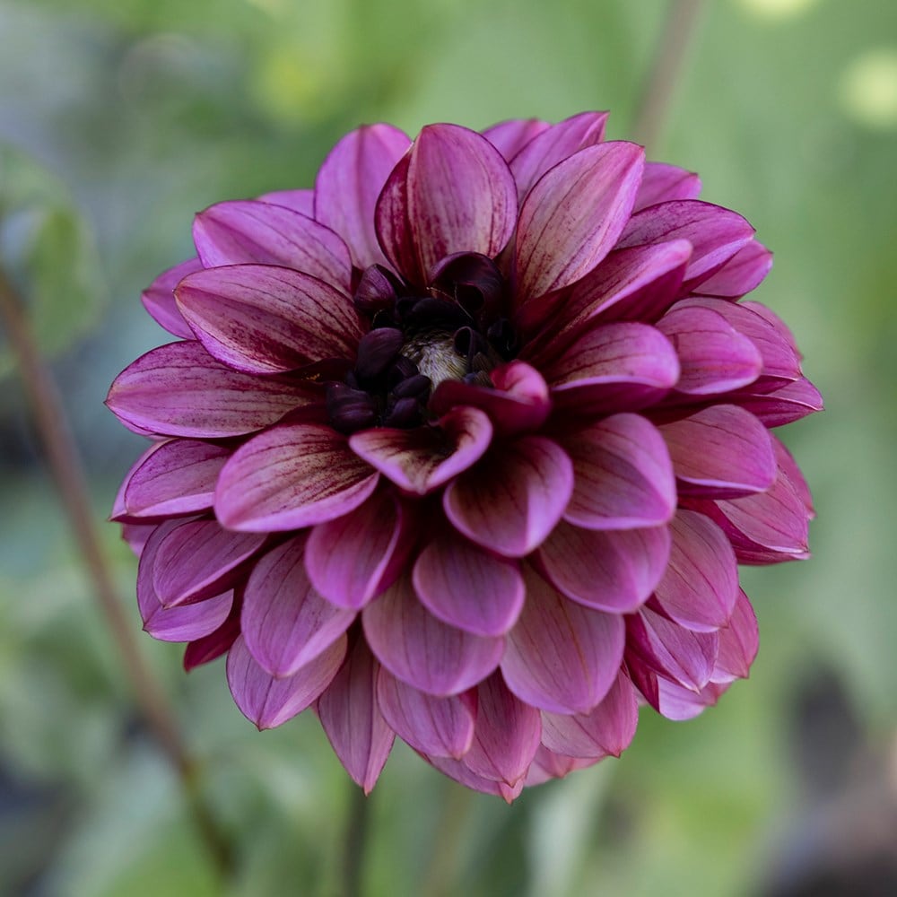 Product options image