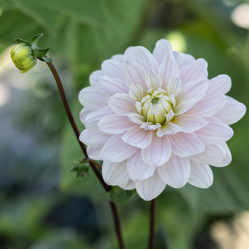 decorative dahlia