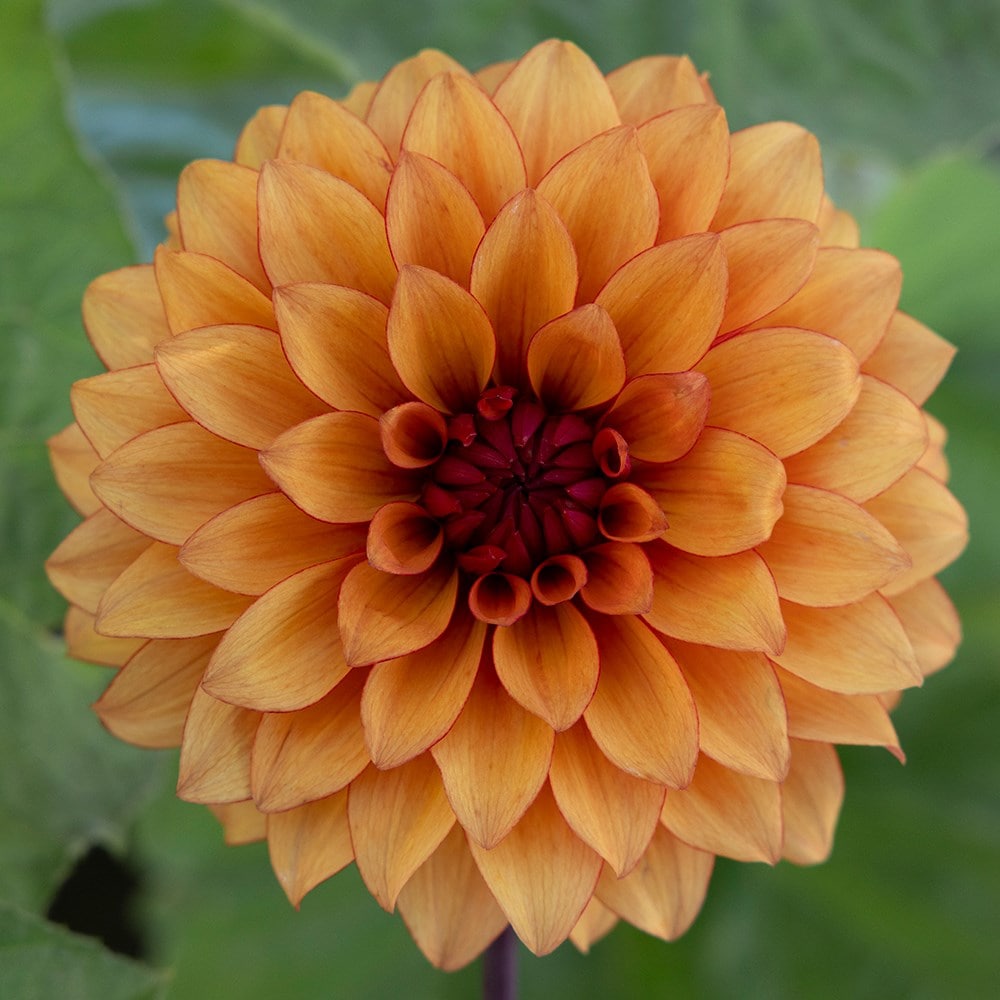 Product options image