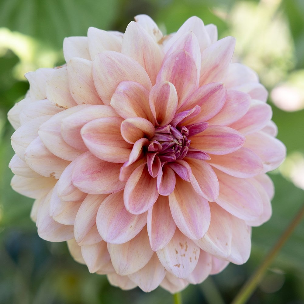 decorative dahlia