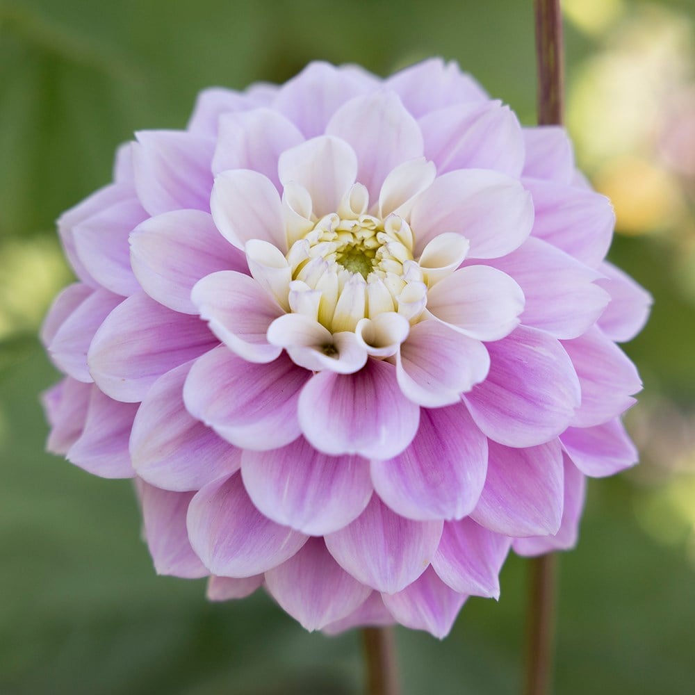 decorative dahlia