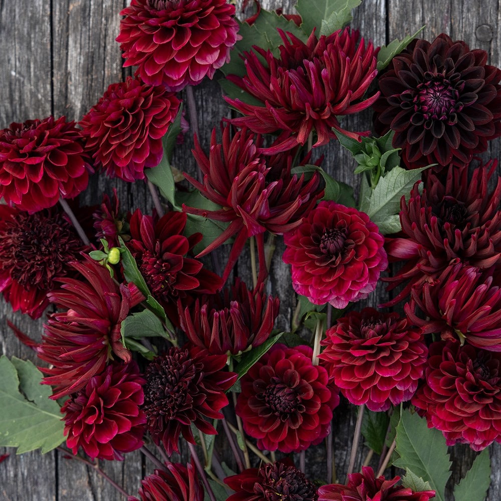 Buy dahlia collection Deep reds dahlia collection: £15.99 Delivery by ...