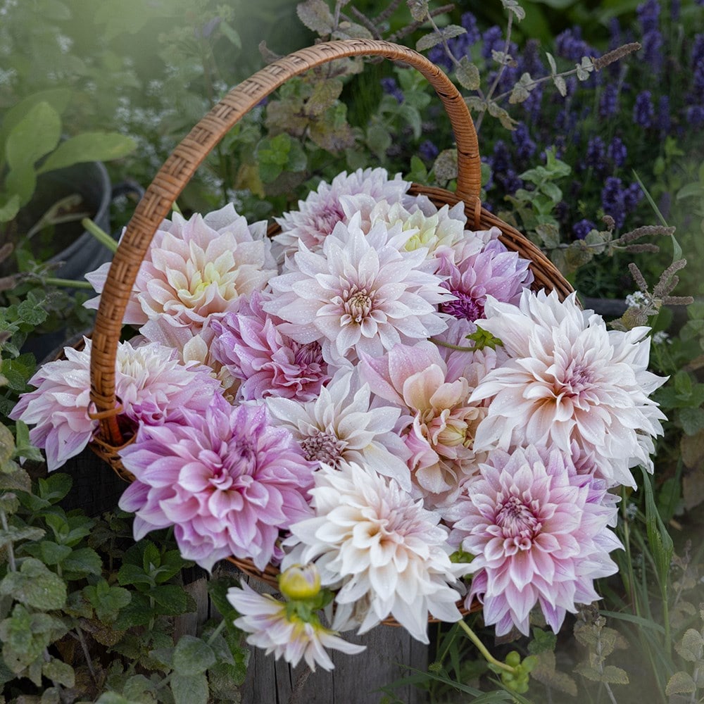 Product options image