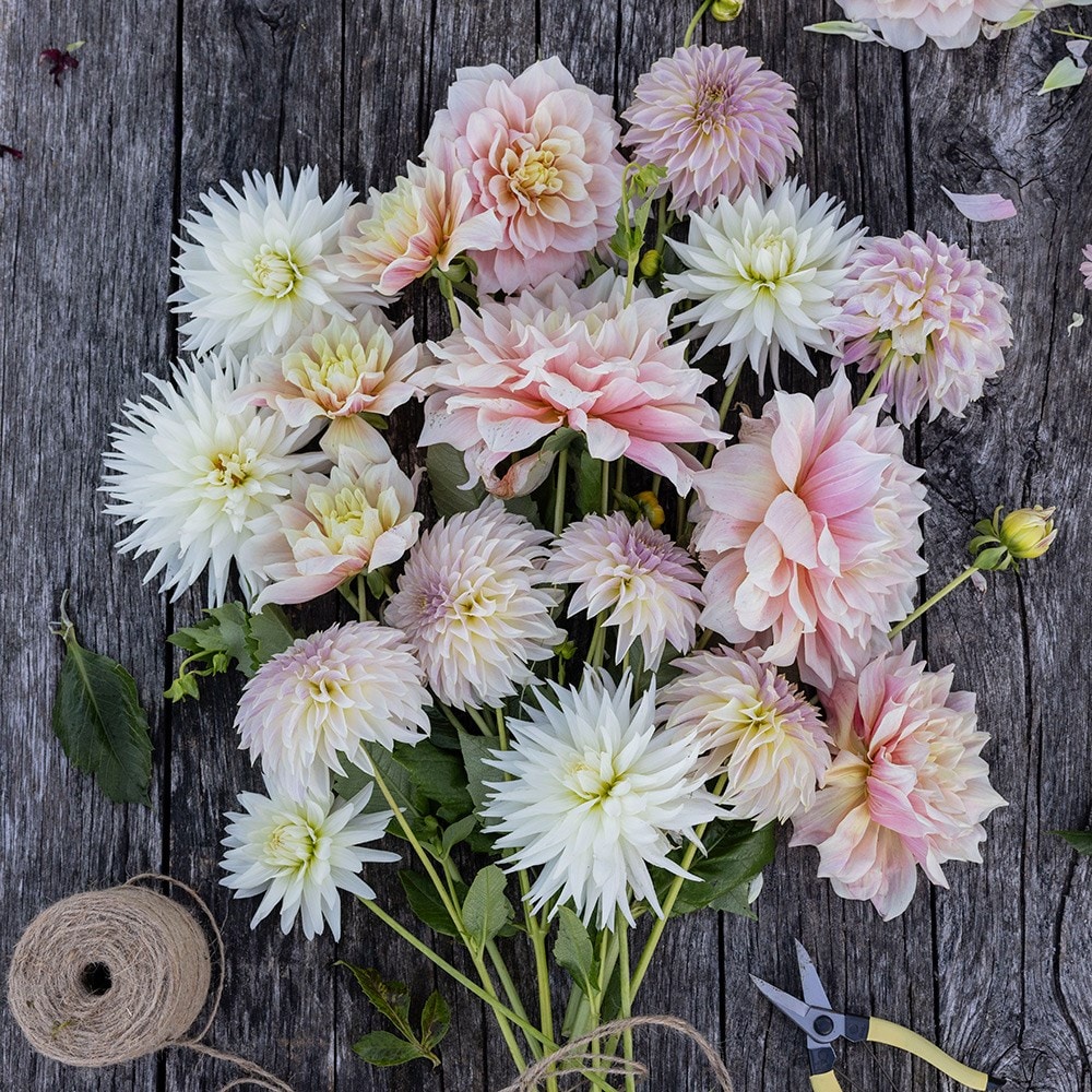 Product options image