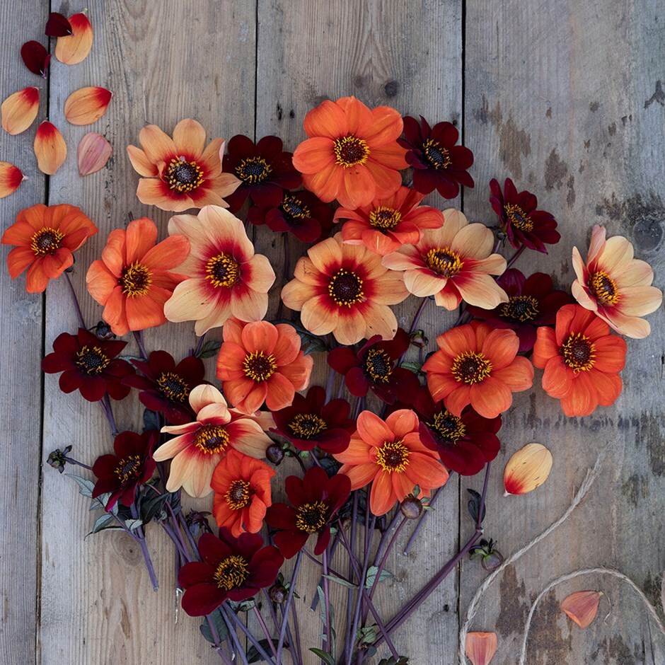 dahlia collection