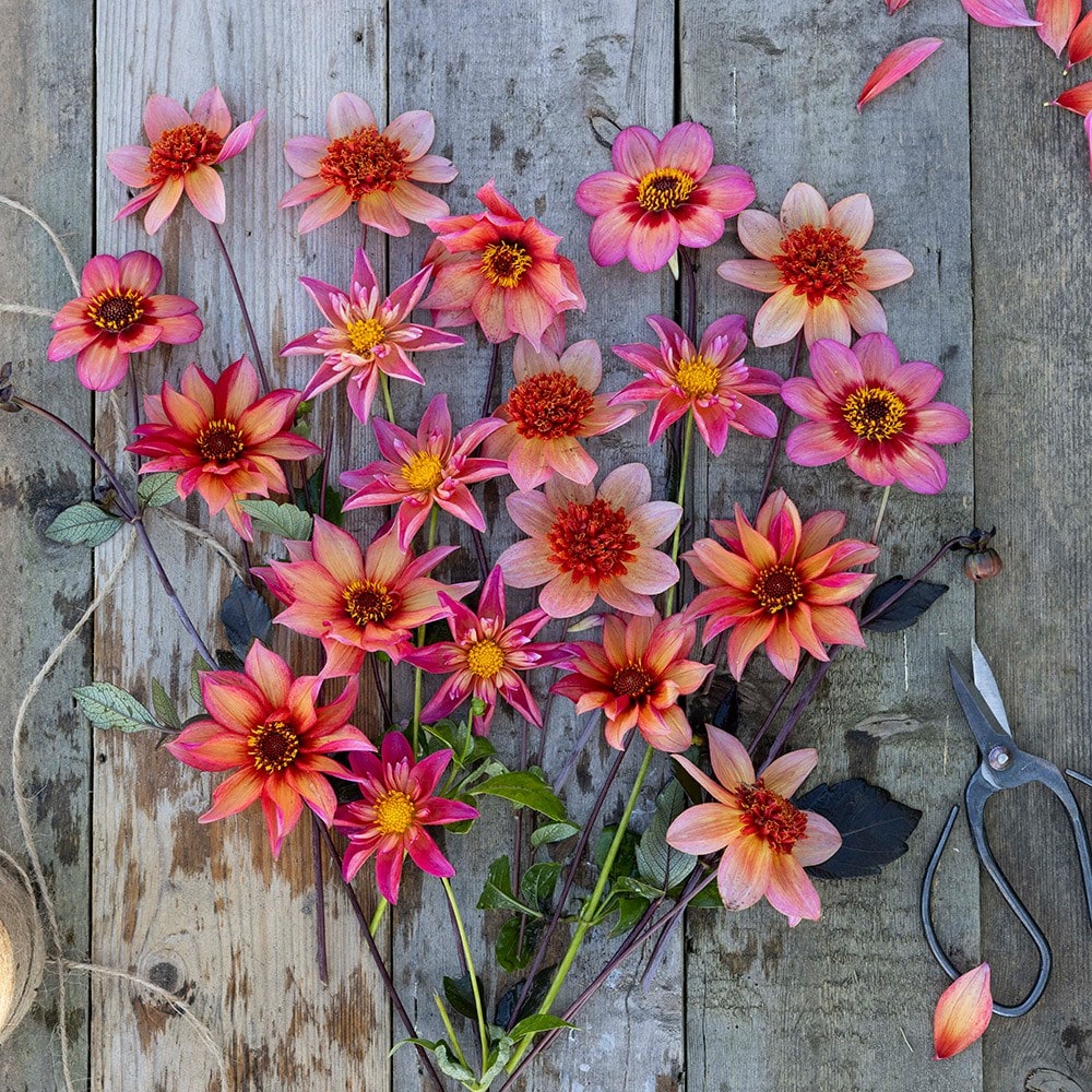 Product options image