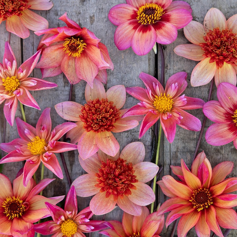 Bees and butterflies dahlia collection