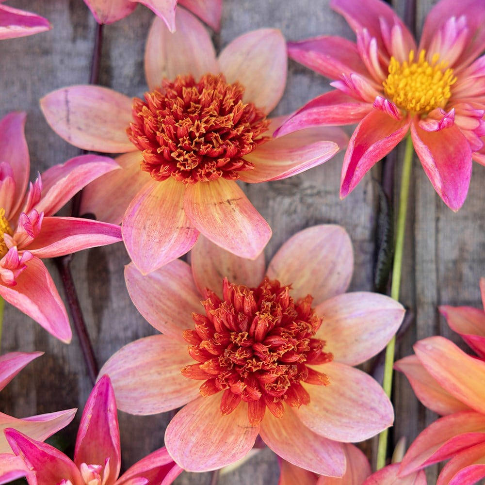 Bees and butterflies dahlia collection