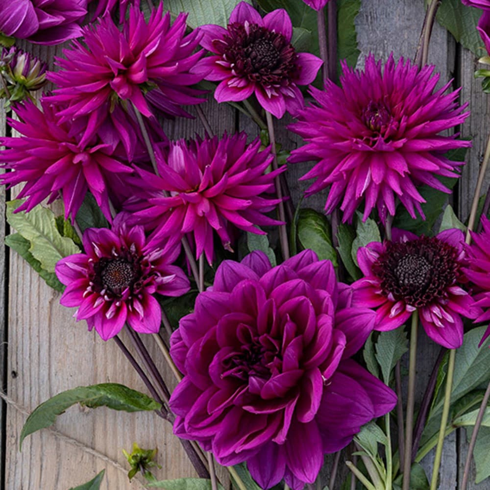 Product options image