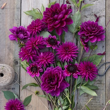 Purple flower bulbs