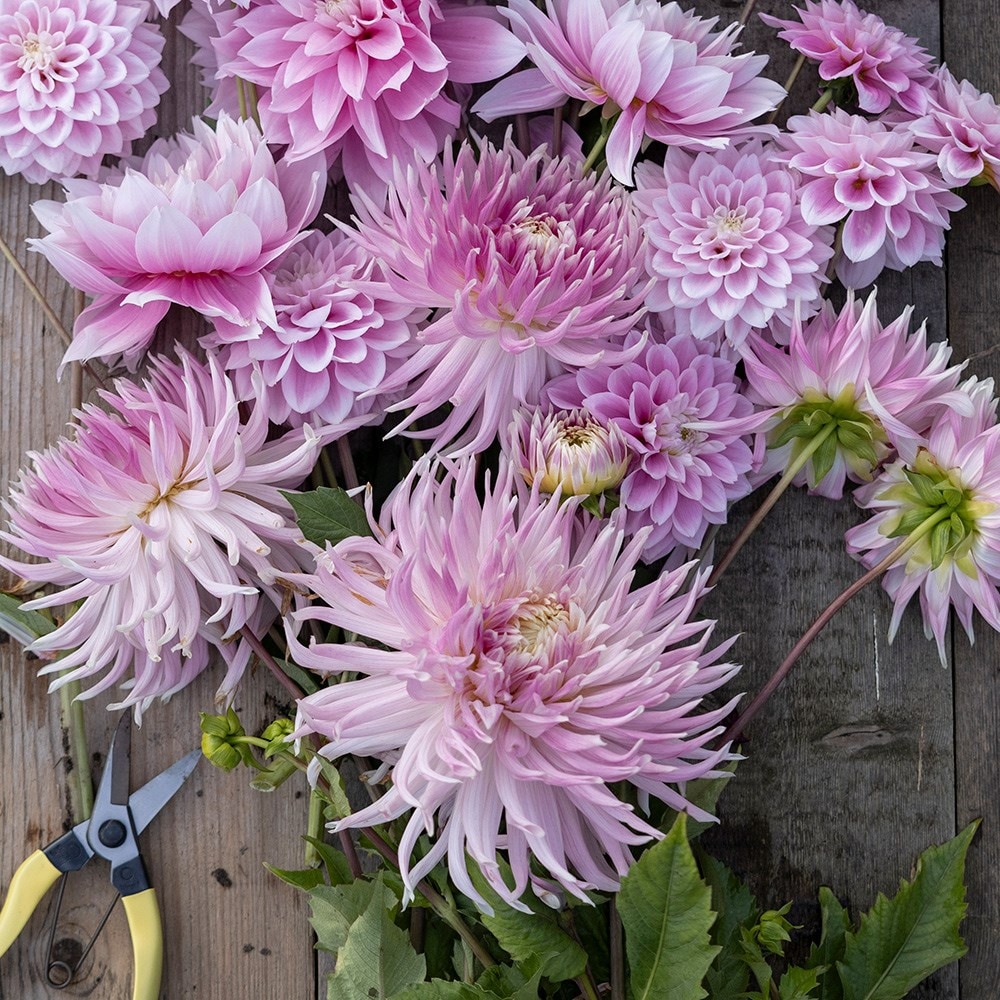 Soft pinks dahlia collection