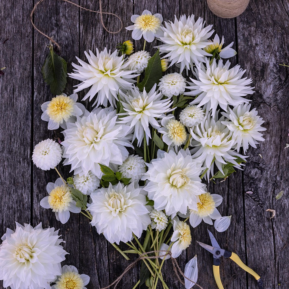 Product options image