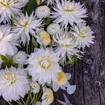 White flower bulbs