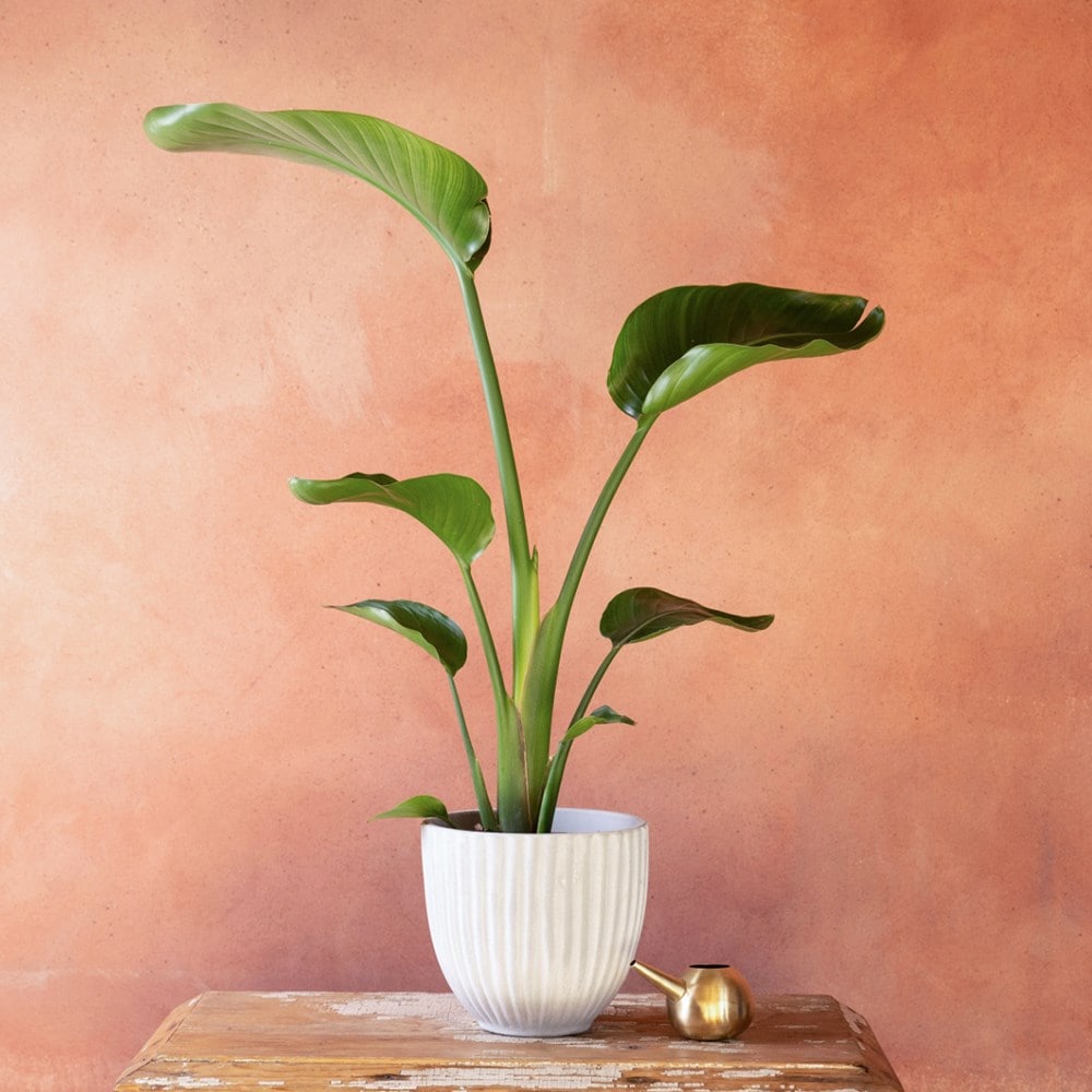 Product options image