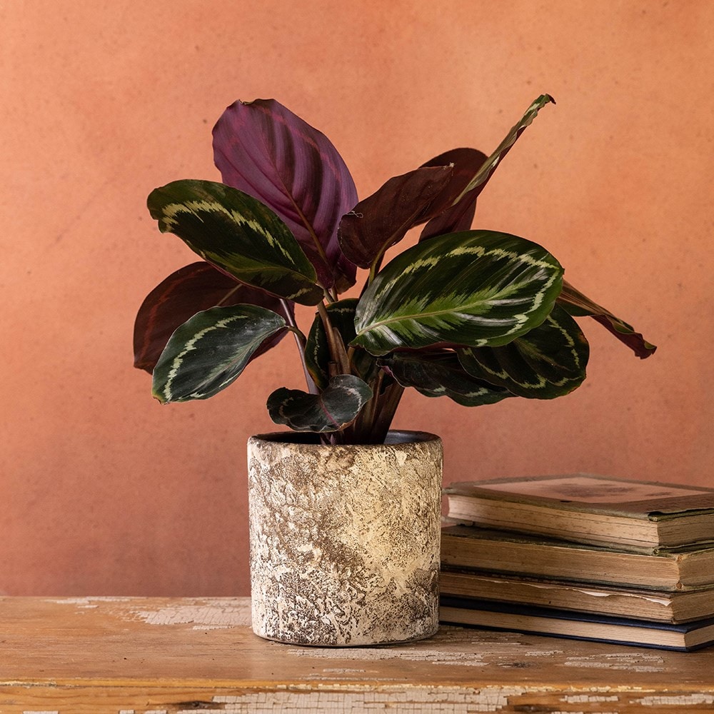 Product options image