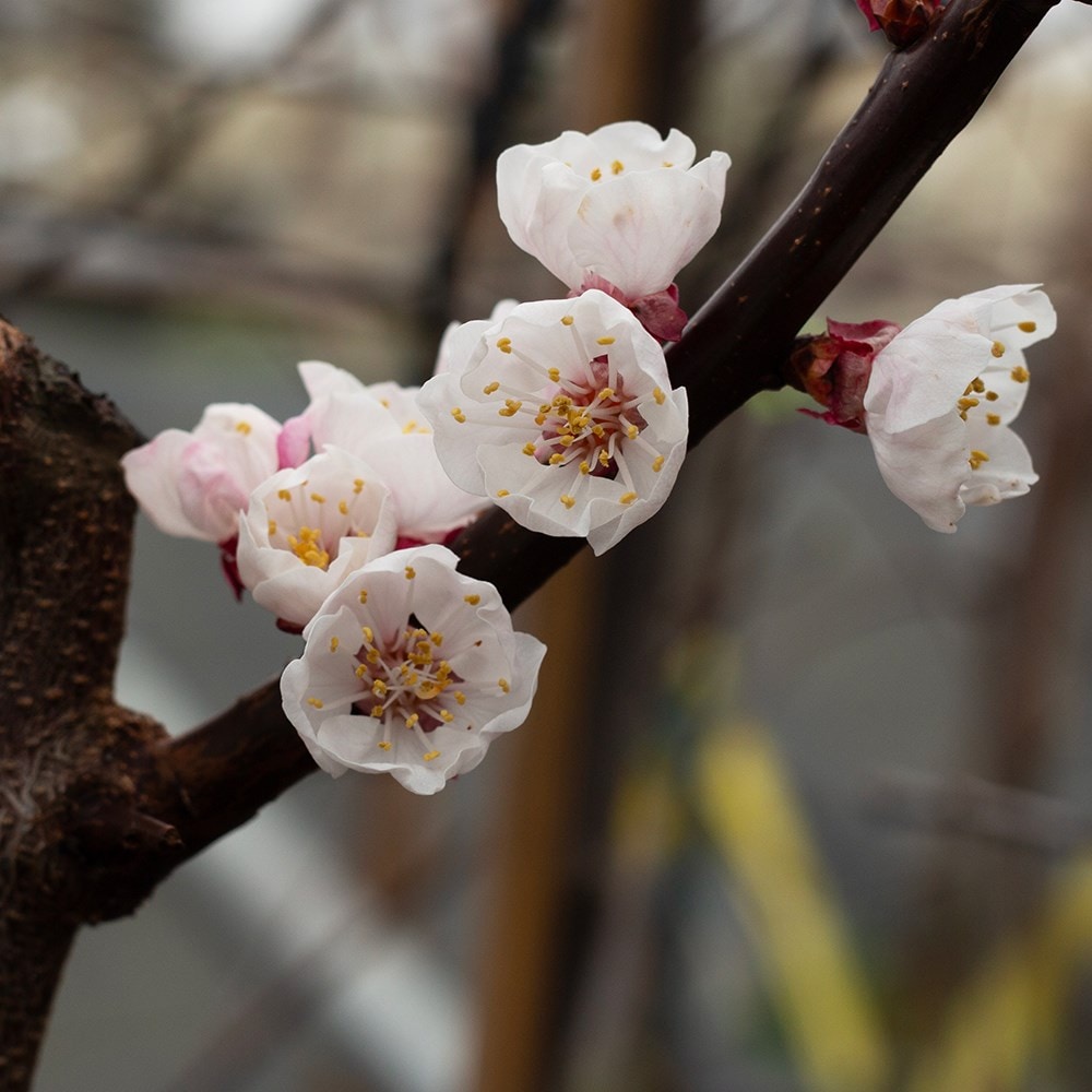 apricot 'Kioto' (PBR)