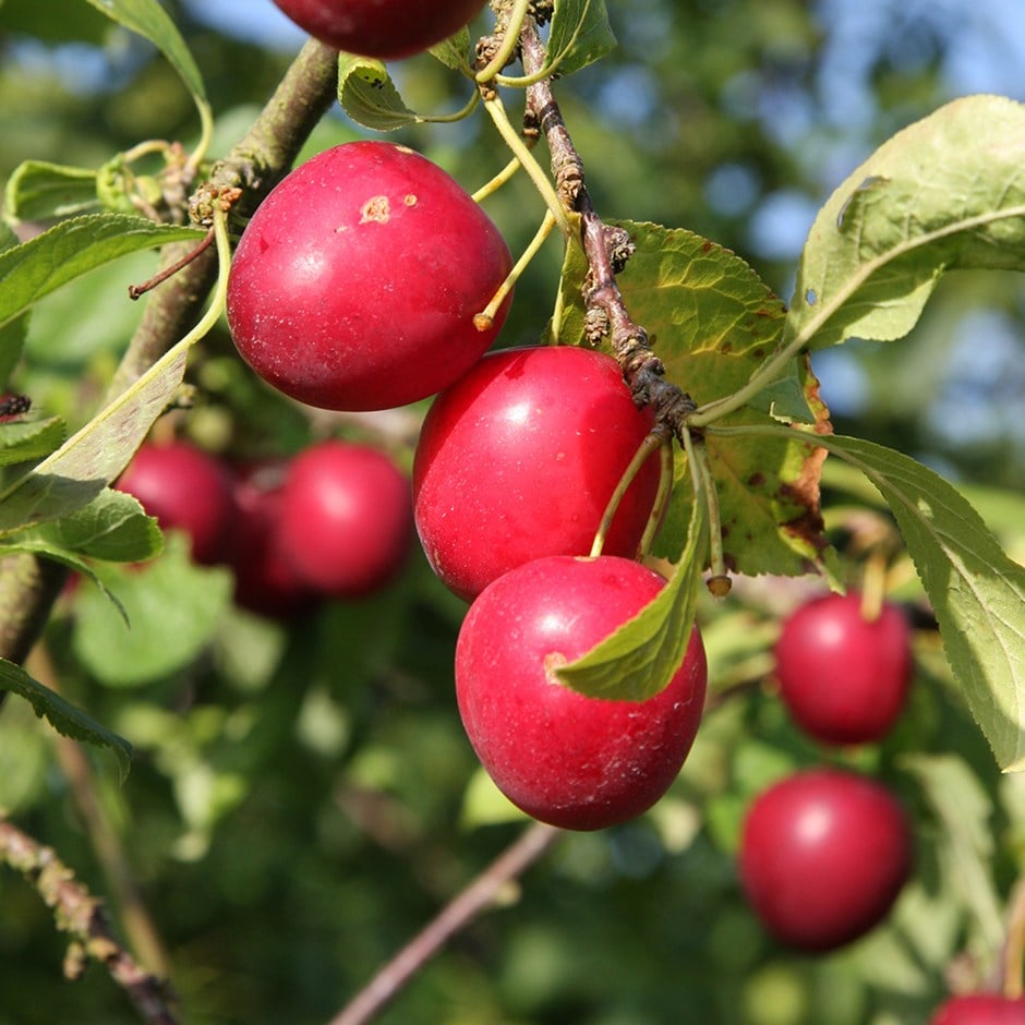 cherry plum 'Gypsy'