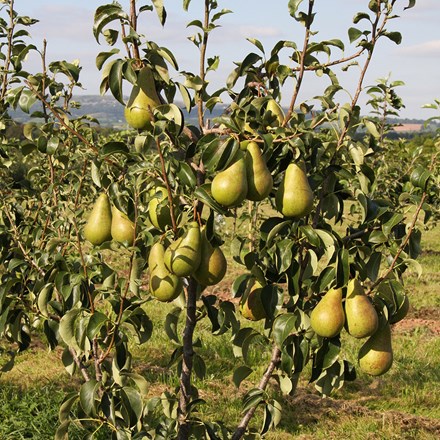 pear Conference Moors