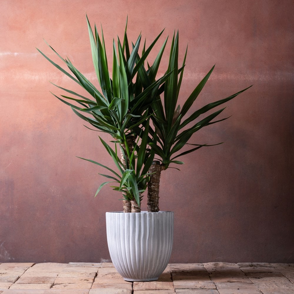 Product options image