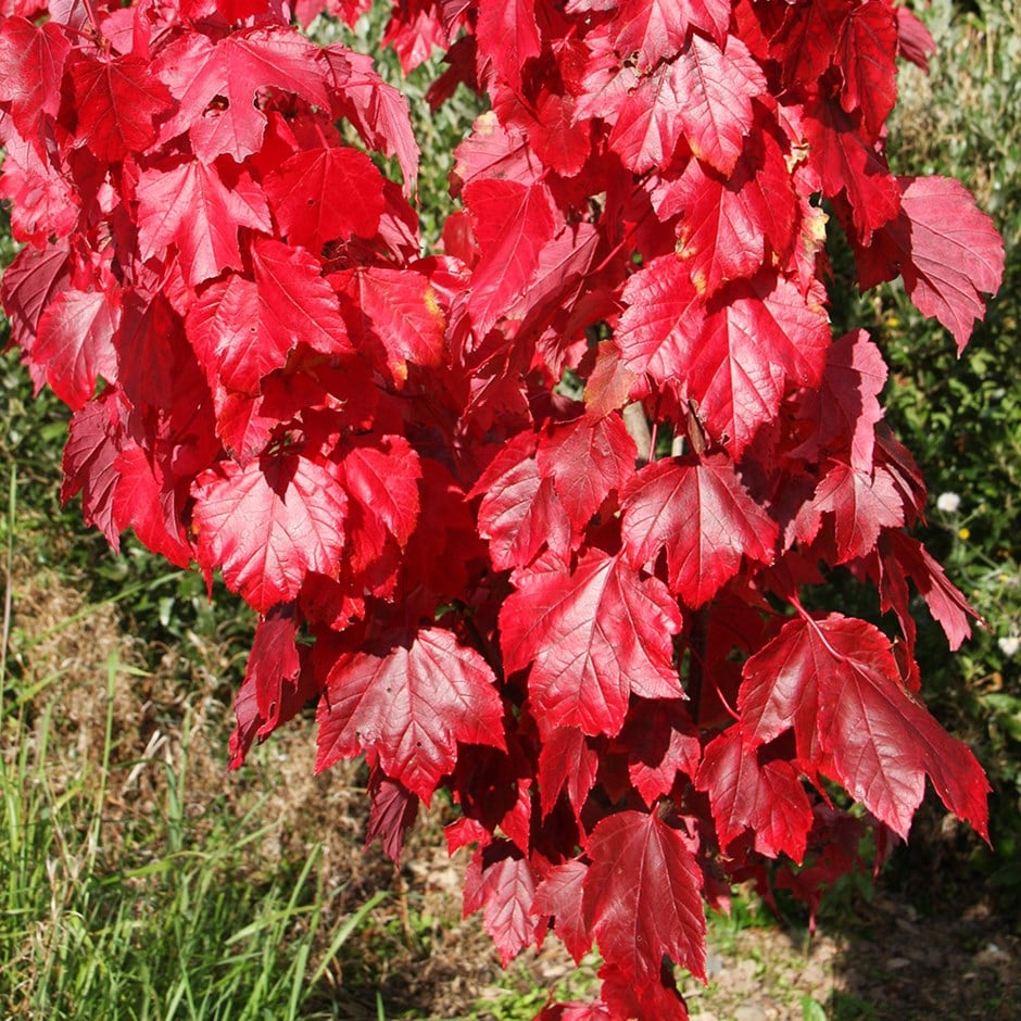 <i>Acer rubrum</i> <b class=small-caps>Red Sunset</b> ('Franksred')