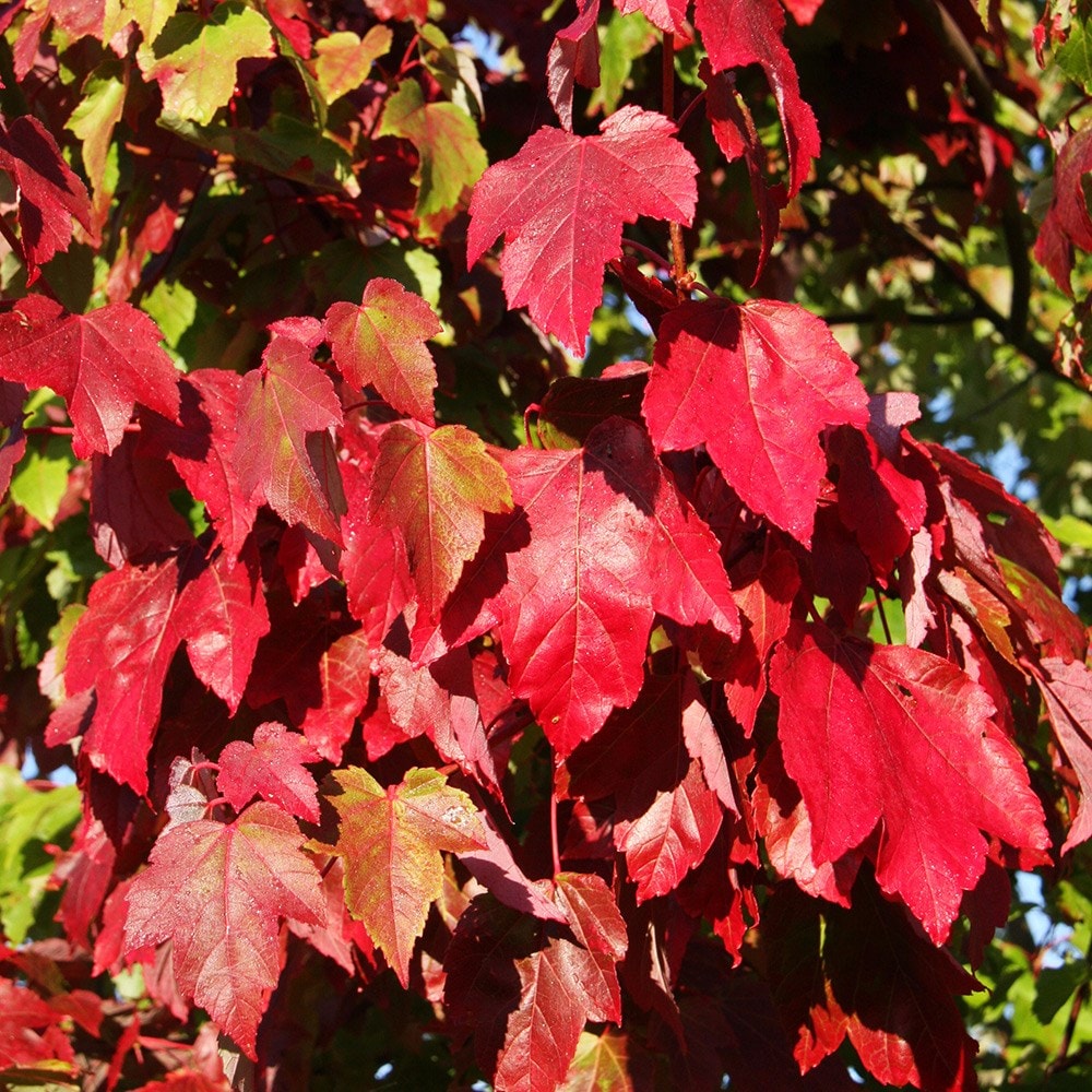 <i>Acer rubrum</i> 'Scanlon'