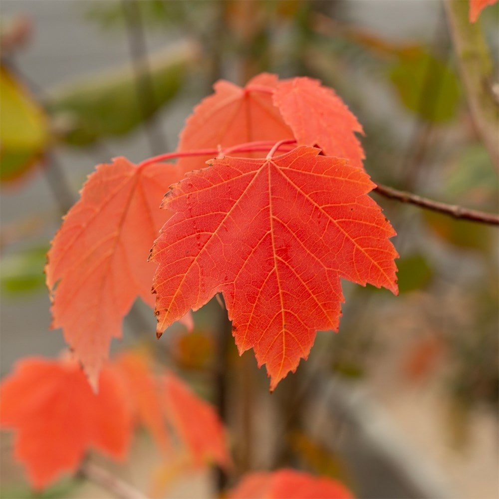 <i>Acer rubrum</i> 'Scanlon'