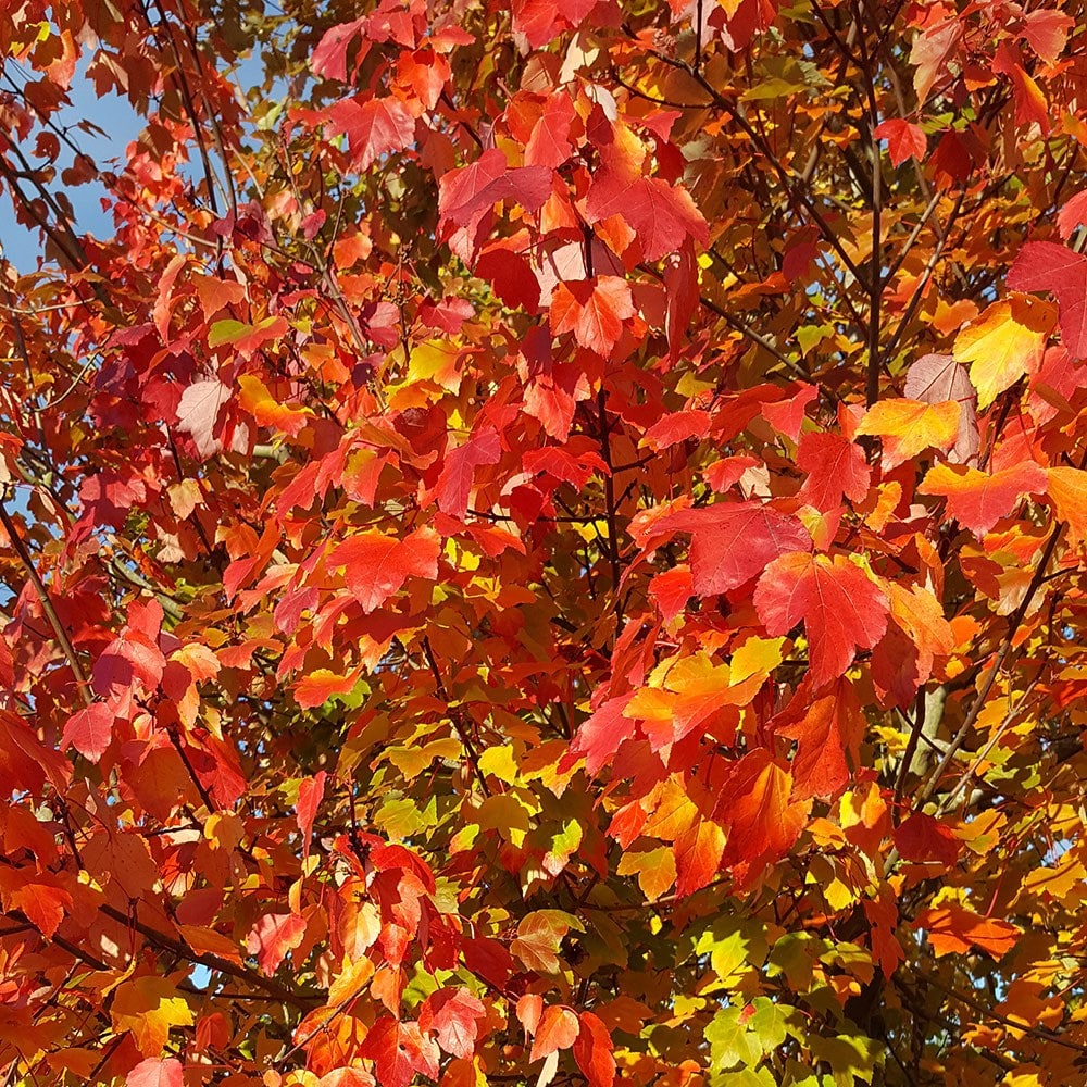 Product options image