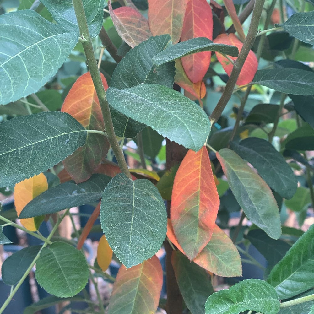 Product options image