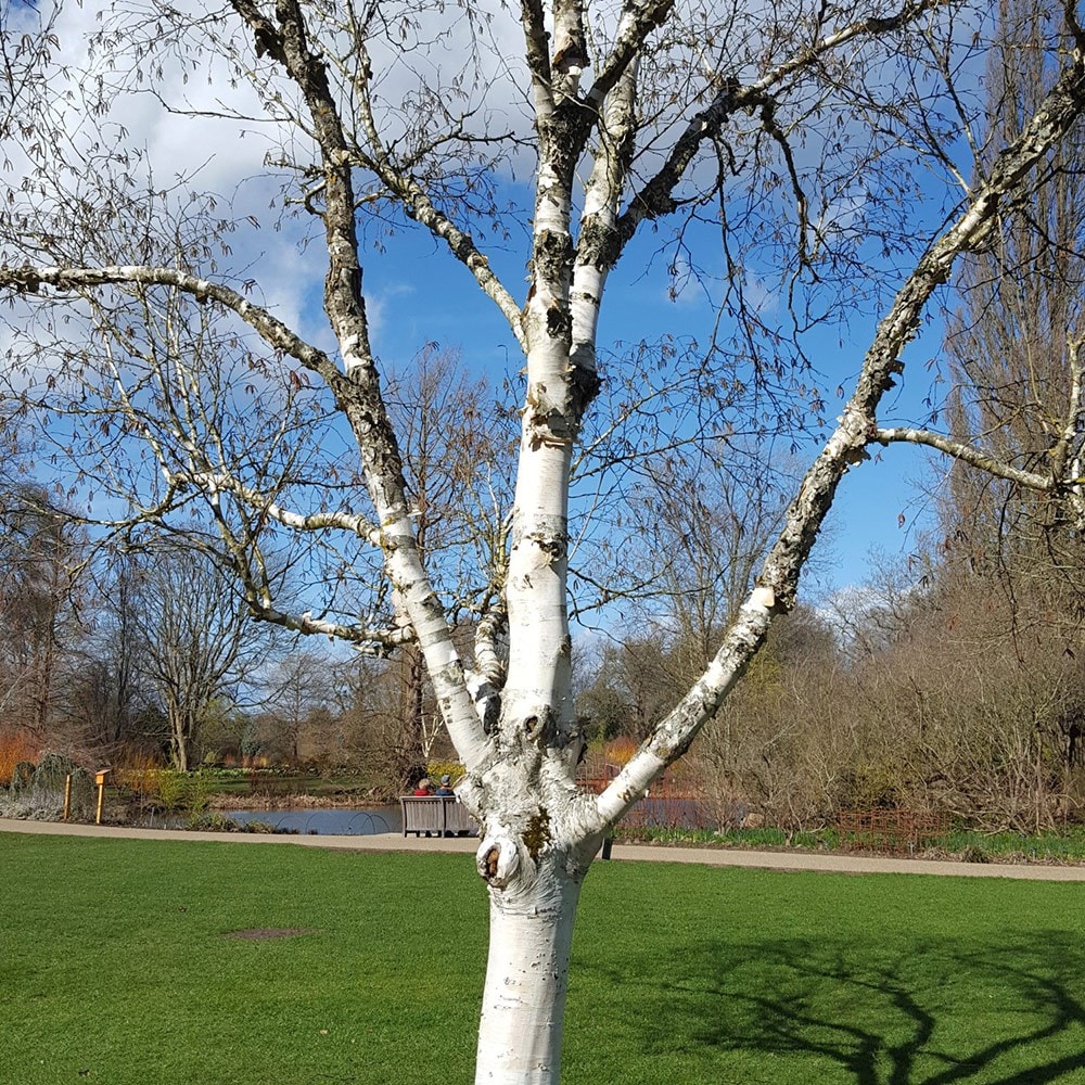 <i>Betula utilis subsp. jacquemontii<i/> 'Silver Shadow'
