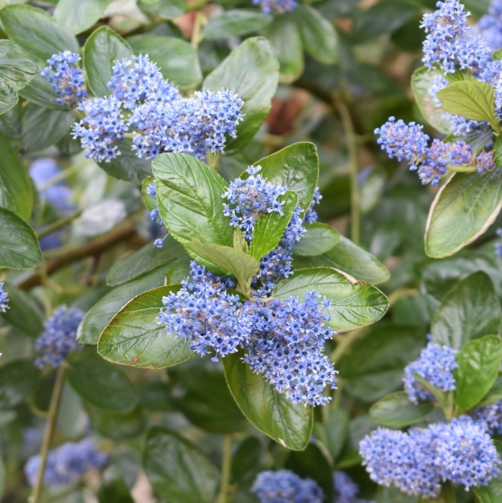 <i>Ceanothus arboreus</i> 'Trewithen Blue'