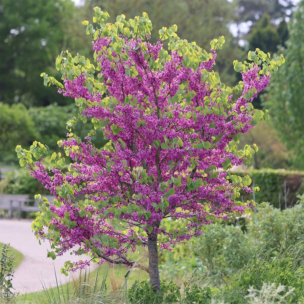<i>Cercis siliquastrum</i> 'Bodnant'