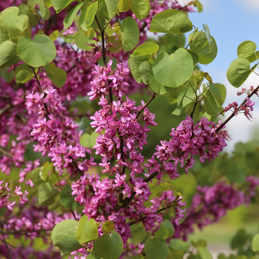 <i>Cercis siliquastrum</i> 'Bodnant'