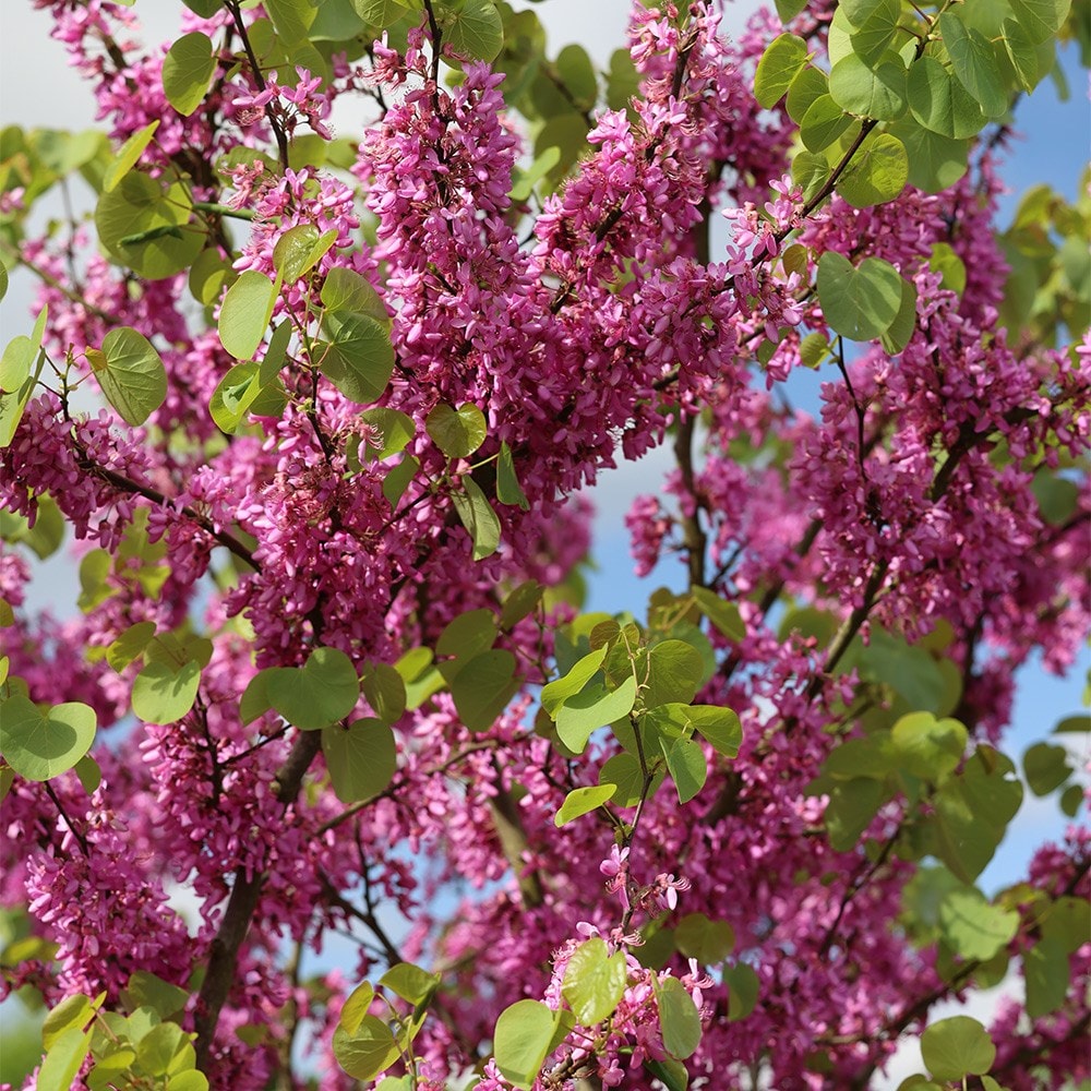 <i>Cercis siliquastrum</i> 'Bodnant'