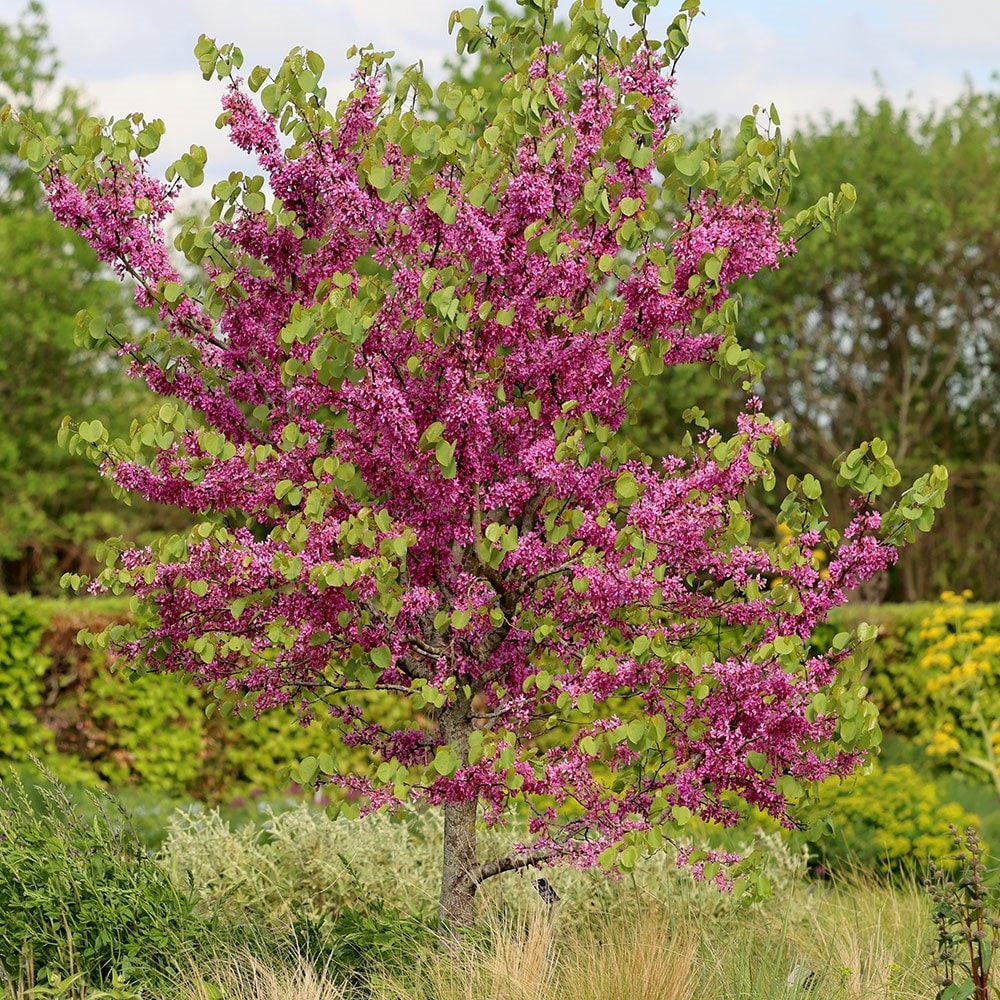<i>Cercis siliquastrum</i> 'Bodnant'