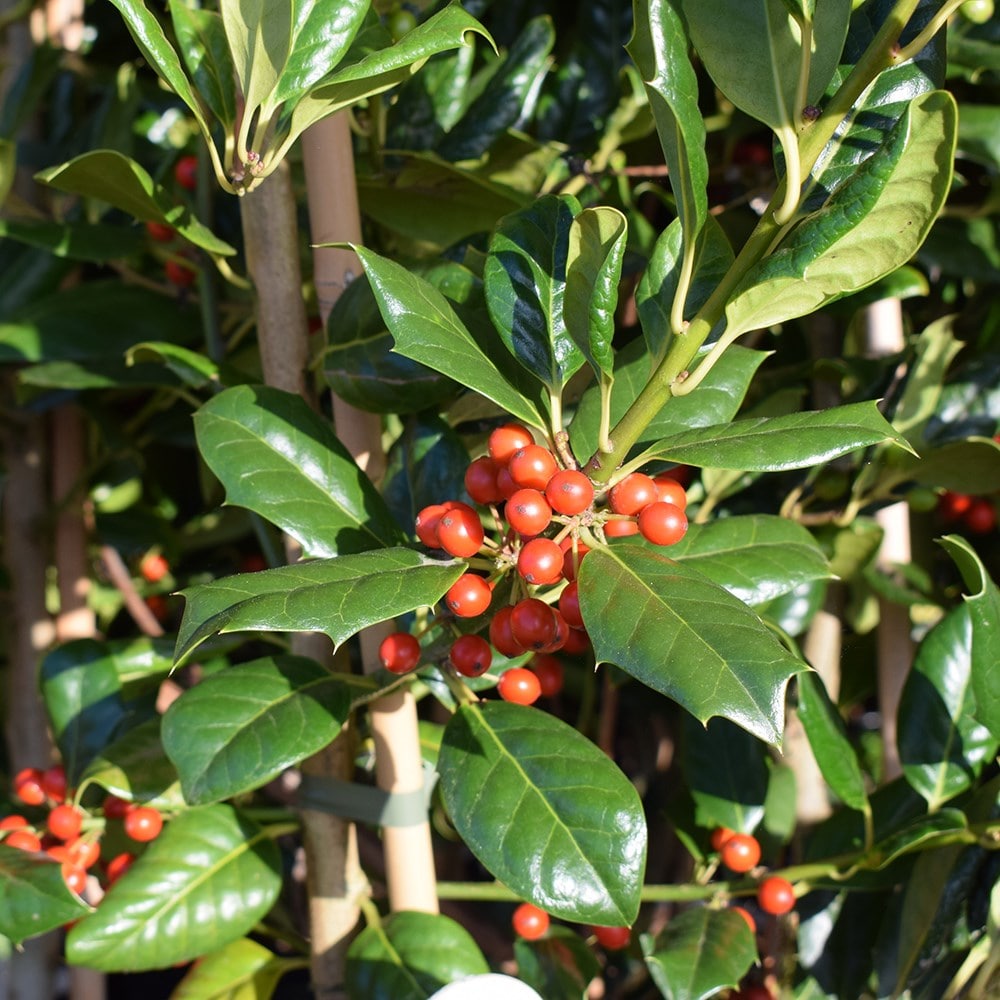 Buy Holly 'Nellie R. Stevens' ( Syn. Ilex Aquifolium 'Nellie Stevens ...