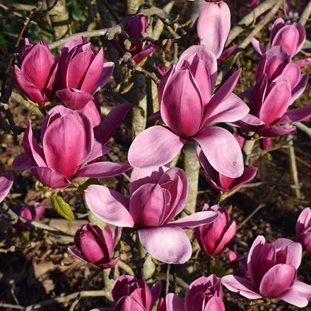 Magnolia Shirazz ('Vulden')