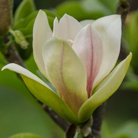 <i>Magnolia</i> 'Sunsation'