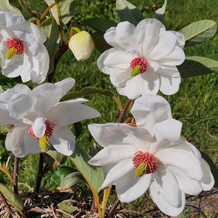 Magnolia wilsonii Eileen Baines